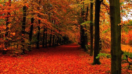Wallpaper-Fall-Leaves.jpg